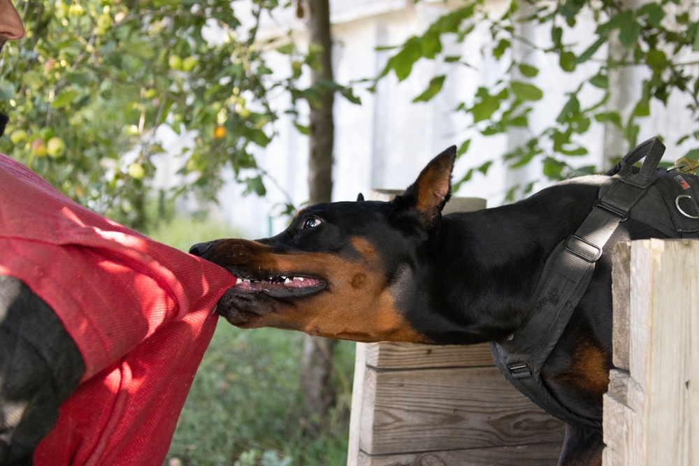 Dog Bite Lawyer
