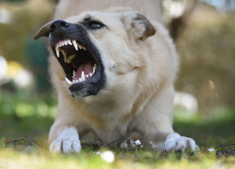 Angry dog