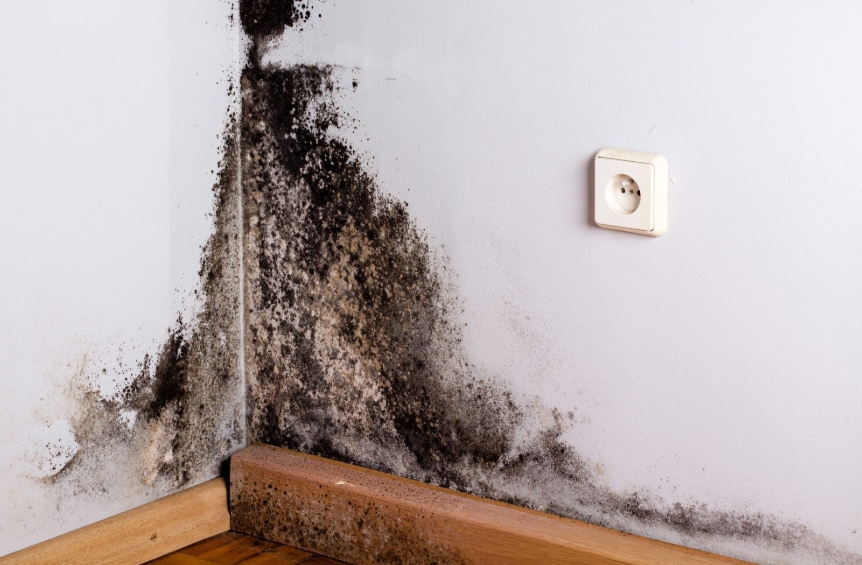 Residential mold attorney Louisiana